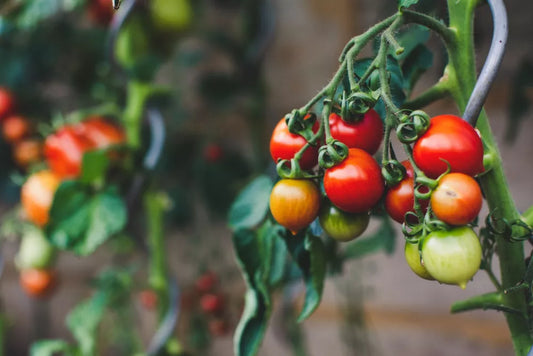 Tomate: care sunt soiurile de tomate pe care le poti planta, cum se cresc si cum se ingrijesc acestea pentru cele mai gustoase fructe si de ce daunatori trebuie sa le feresti