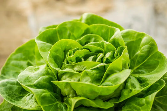 Cultivarea salatei - informatii despre plantare, conditii optime de ingrijire si recoltare