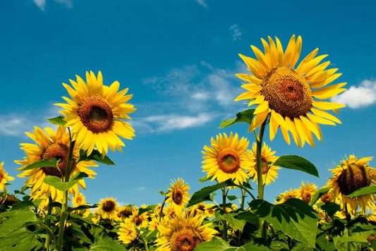 Biostimulatorii pentru inflorire - Cand sa-i aplici si de ce sunt importanti pentru plantele tale