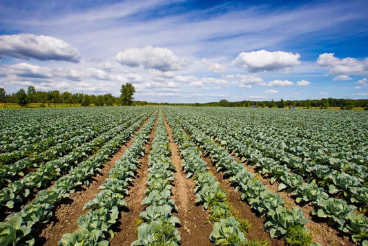 Cultivarea verzei de toamna: conditiile optime, intretinerea, combaterea bolilor si daunatorilor