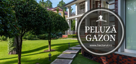 Cum se infiinteaza peluza de gazon in 7 pasi simpli
