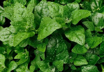 Cultivarea spanacului - ghid util pentru plantare, ingrijire si recoltare