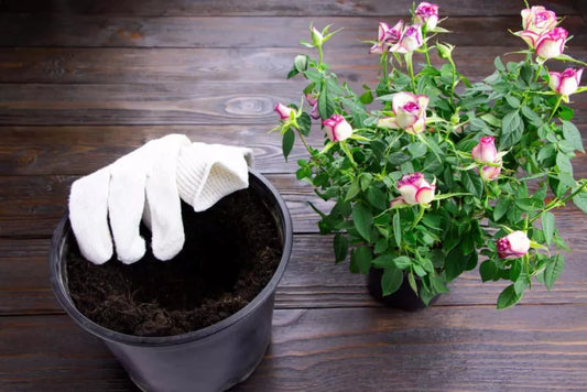 Plantarea florilor in ghiveci - flori rezistente la soare in ghiveci + alte tipuri si sfaturi pentru plantarea corecta