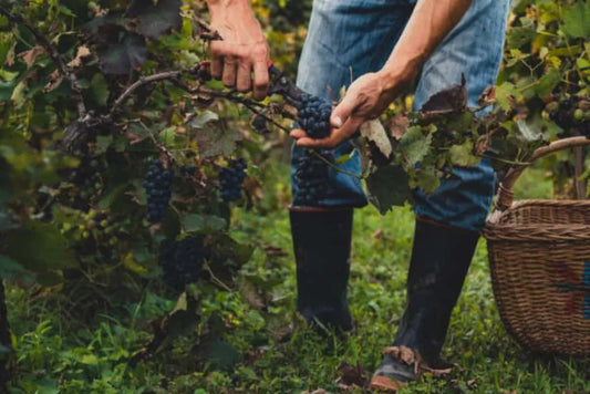 Viticultura - ce inseamna, care sunt tarile in care se practica, cum se desfasoara in Europa in general si in România in special