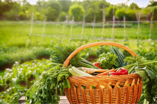 Sapte culturi perfecte pentru cultivarea in solar pe timp de toamna
