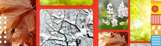 Plante anuale, bienale sau perene? Ce si cum alegem pentru gradina de acasa?