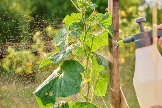 Biostimulatori pentru creșterea plantelor - ghid detaliat pentru fermieri și grădinari