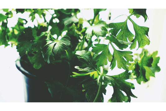 Când se seamănă pătrunjelul de frunze?