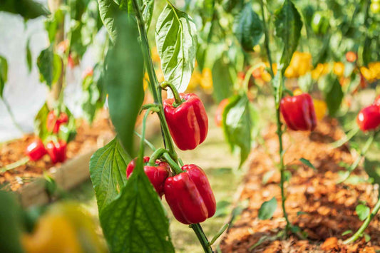 Ce aplic dacă florile ardeiului cad? Recomandări de produse în 2026