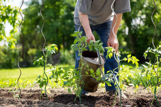 Ce fertilizant este potrivit pentru roșii în perioada de legare în 2026? 7 produse esențiale pentru o fructificare spectaculoasă