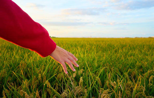 Ce tratamente se aplică plantelor afectate de stresul termic? Soluții eficiente recomandate pentru protecție și recuperare în 2026