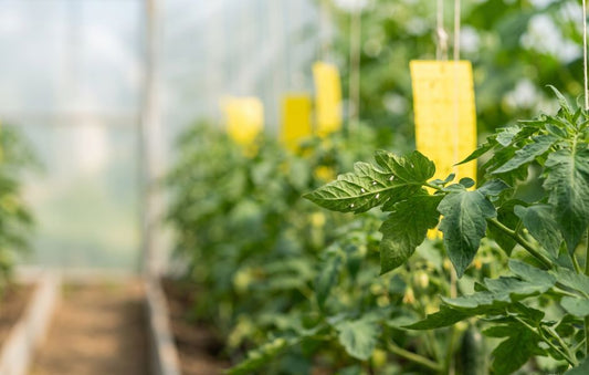 Musculiță albă în solar pe frunze de tomate, cu capcane galbene pentru monitorizare și protecție integrată