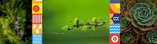 Foioase sau vesnic verzi? Dar mai intai, cat de mare este gradina?