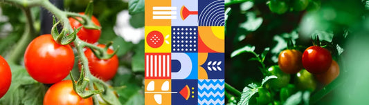 Rasadurile de rosii – ce avem de facut cu ele?