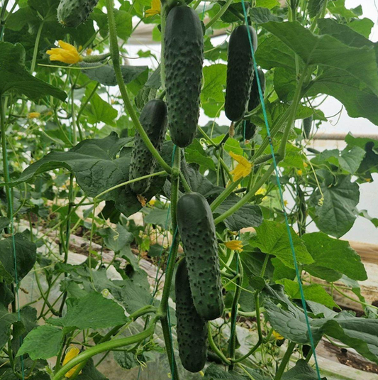 Recolta de succes începe cu Hektar: Descoperă Castravetele Dorna F1 și ofertele de sezon pe Hectarul.ro