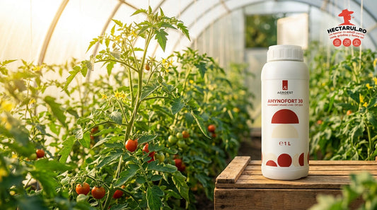 Biostimulator pentru legume în solar după transplant – Amynofort 30 și rolul aminoacizilor