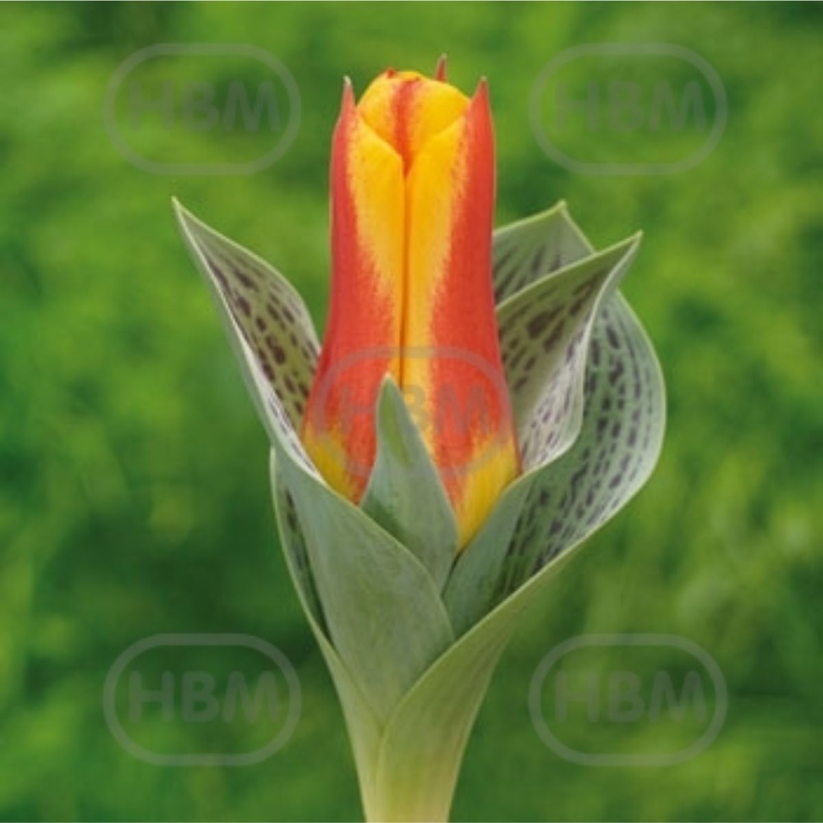 Ladita 500 bulbi de lalea GREIGII TULIPA Bonbini