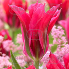 Ladita 400 bulbi de lalea VIRIDIFLORA TULIPA Doll's Minuet