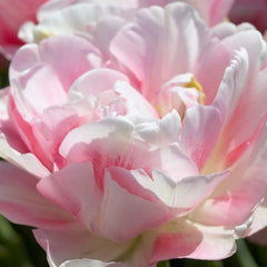 Ladita 325 bulbi de lalea DOUBLE LATE TULIPA Finola