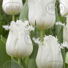 Ladita 575 bulbi de lalea FRINGED TULIPA Honeymoon