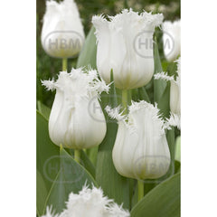 Ladita 575 bulbi de lalea FRINGED TULIPA Honeymoon