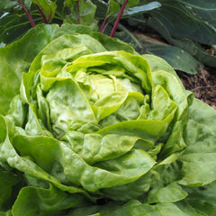 Seminte de salata profesionale JUSTINE F1, 1 gram, Prima Sementi