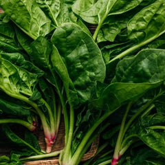 Seminte de spanac profesionale SIENA F1, 10 grame, Prima Sementi