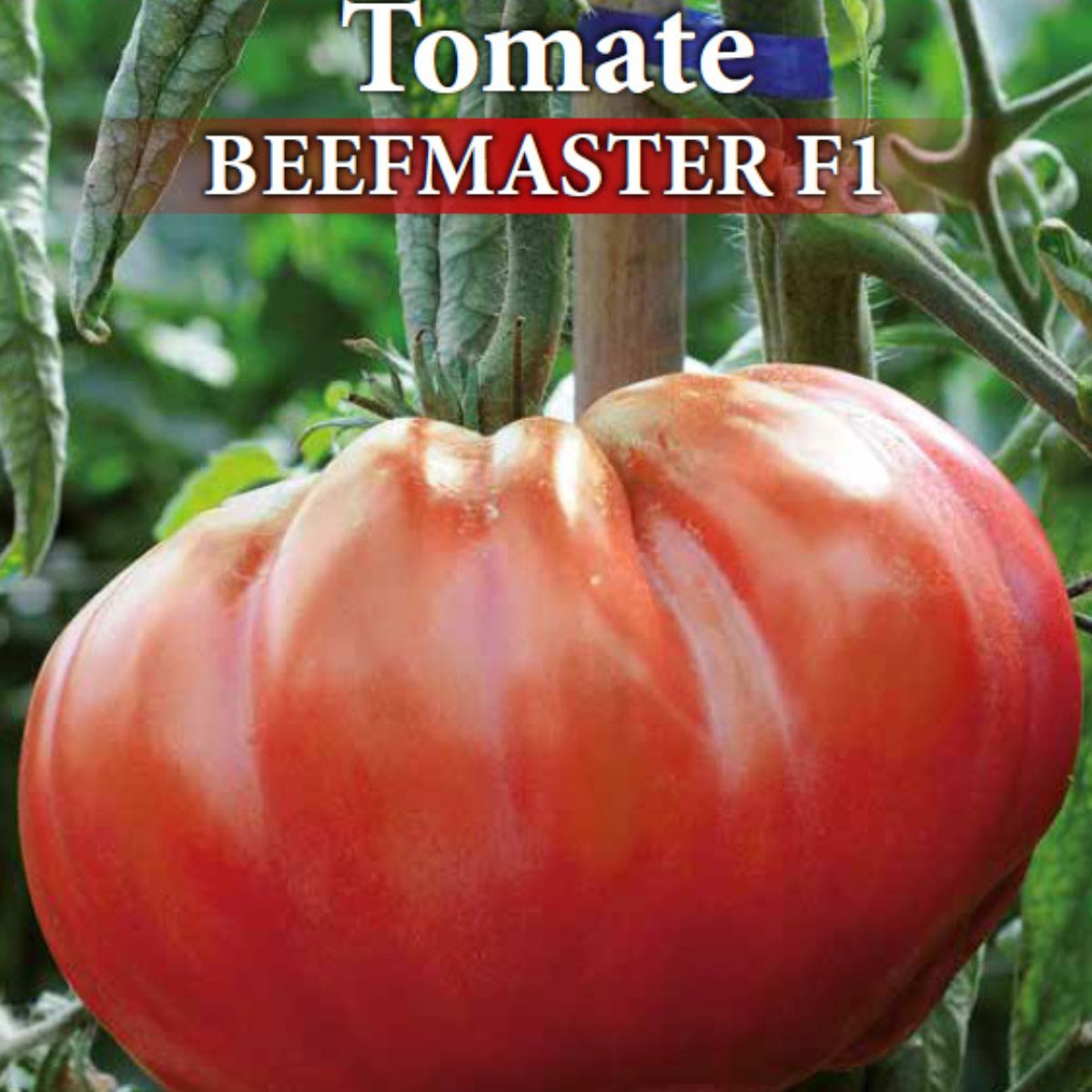 Seminte de tomate profesionale BEEFMASTER F1, 0,3 grame, Prima Sementi, 2, hectarul.ro