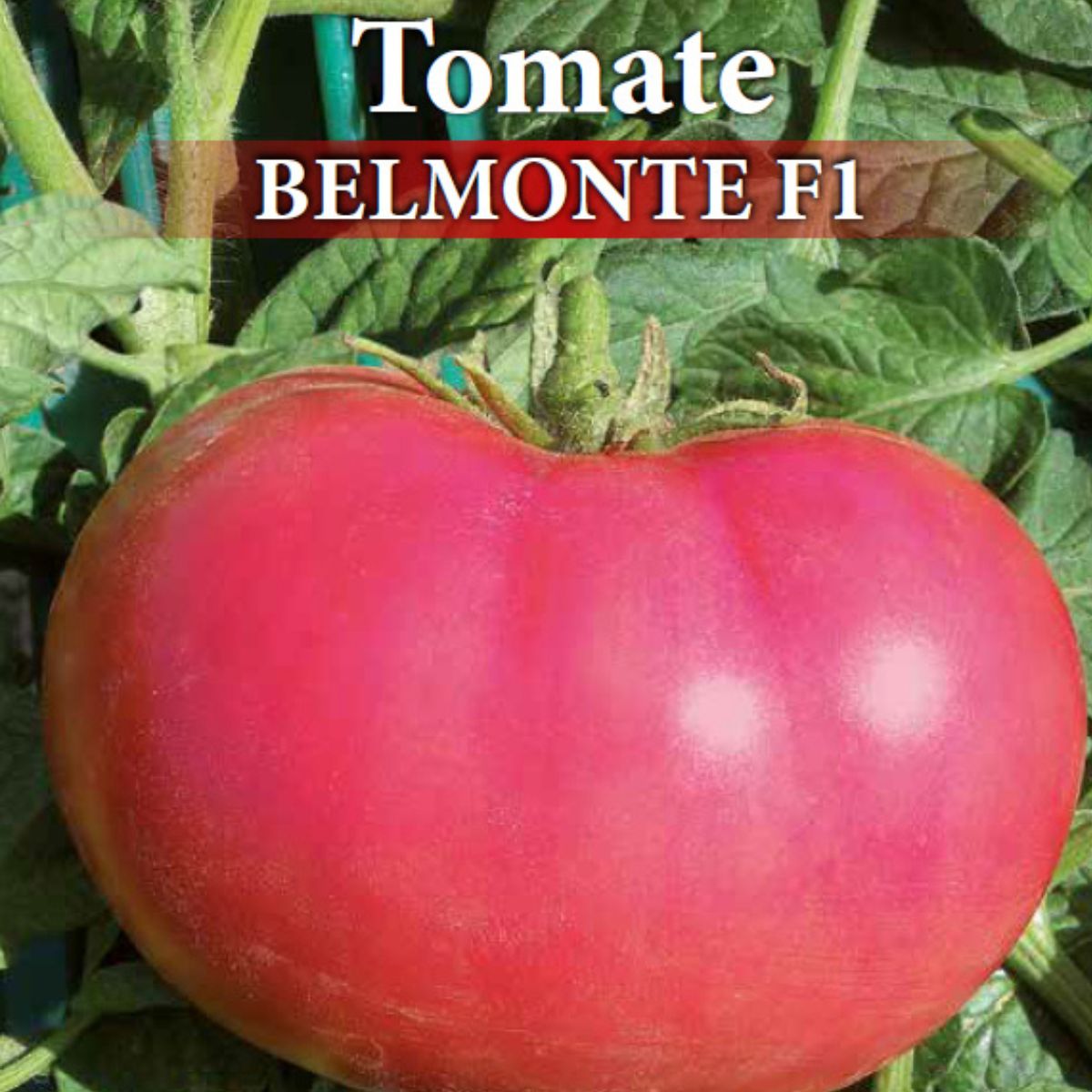 Seminte de tomate profesionale BELMONTE F1, 0,3 grame, Prima Sementi, 2, hectarul.ro