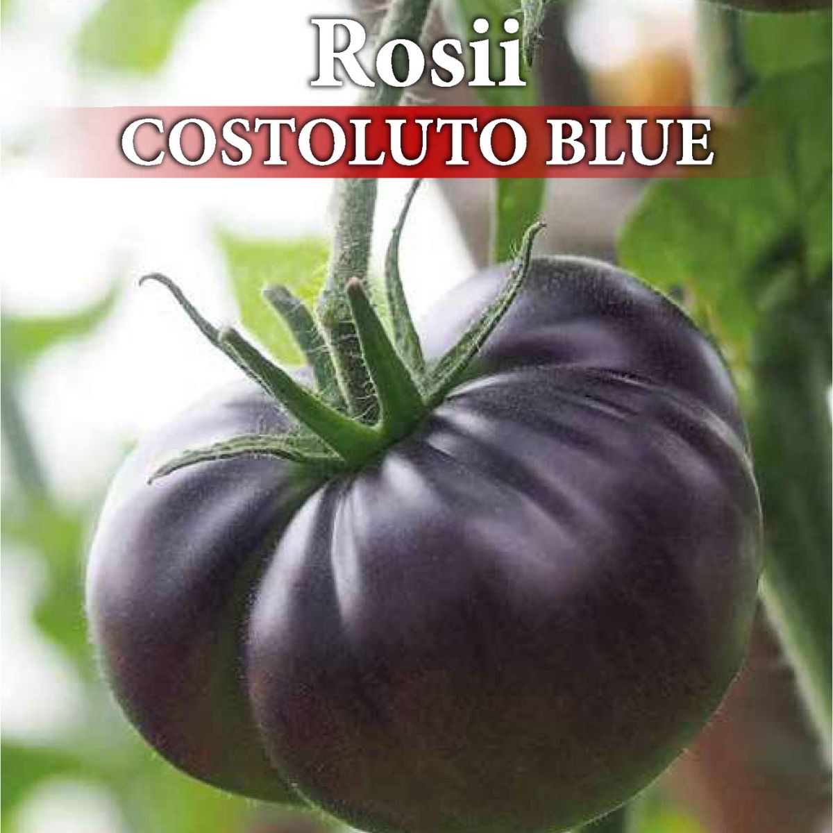 Seminte de tomate profesionale COSTOLUTO BLUE F1, 0,1 grame, Prima Sementi, 2, hectarul.ro