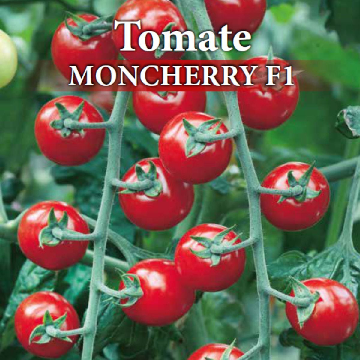 Seminte de tomate profesionale MONCHERRY F1 0,5 grame Prima Sementi, 2, hectarul.ro