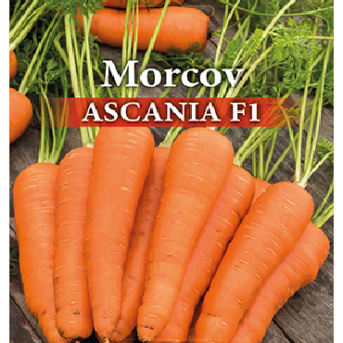 Seminte de morcovi profesionale ASCANIA F1, 1 gram Prima Sementi, 2, hectarul.ro