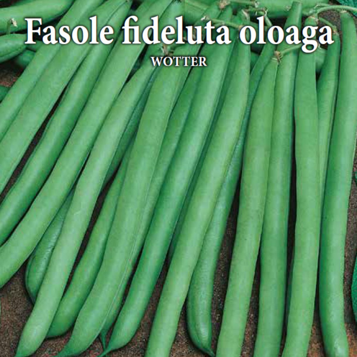 Seminte de fasole oloaga WOTTER 100 grame Prima Sementi, 2, hectarul.ro