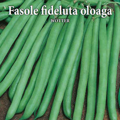 Seminte de fasole oloaga WOTTER 100 grame Prima Sementi