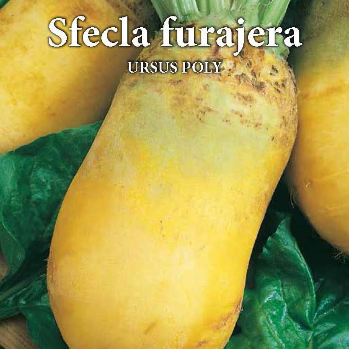 Seminte de sfecla furajera URSUS POLY 50 grame Prima Sementi, 2, hectarul.ro