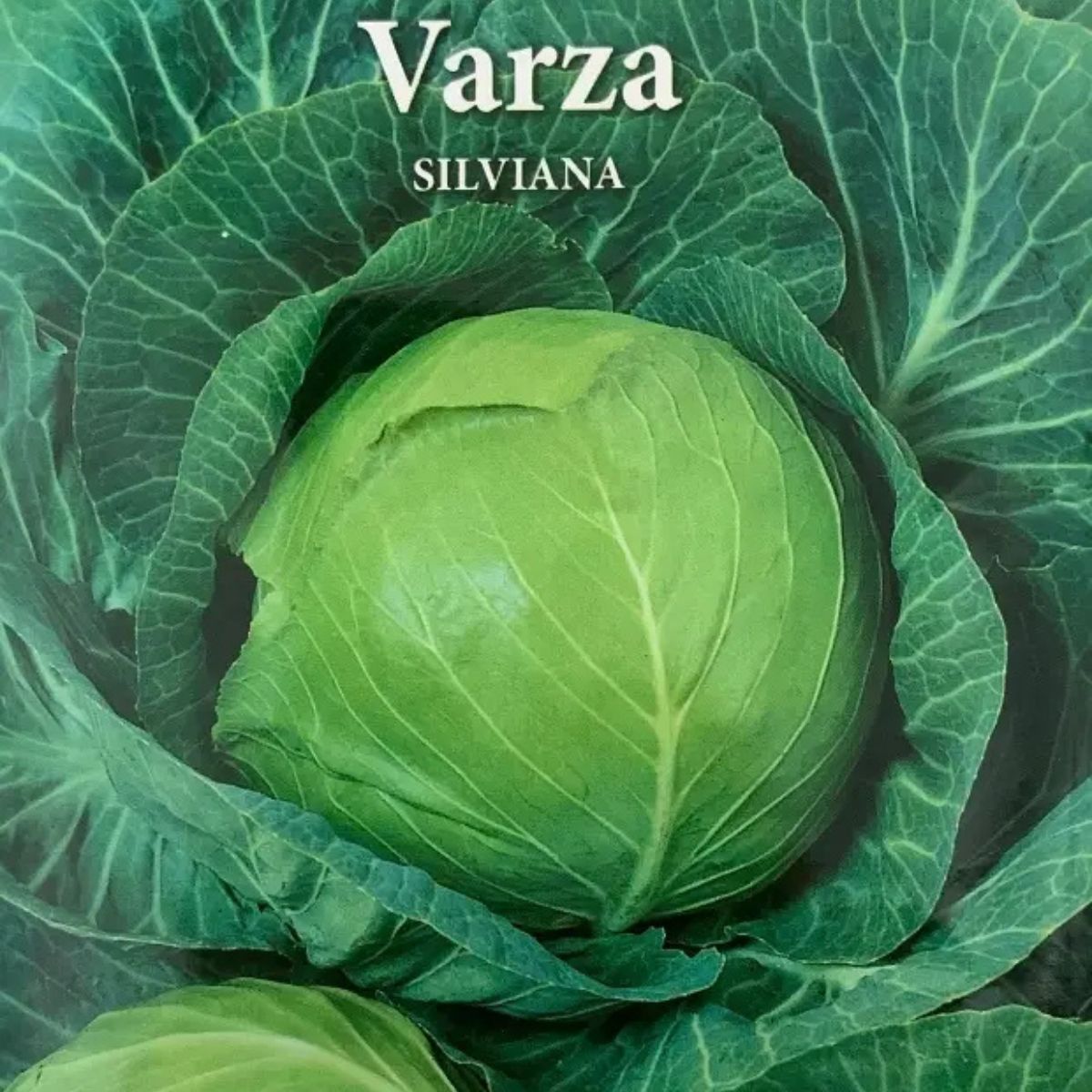 Seminte de varza de toamna SILVIANA 0,8 grame Prima Sementi, 2, hectarul.ro