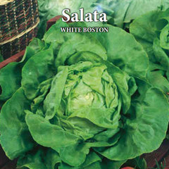 Seminte de salata WHITE BOSTON, 3 grame, Prima Sementi
