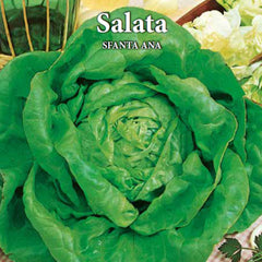 Seminte de salata S.ANNA, 3 grame, Prima Sementi