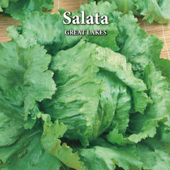 Seminte de salata GREAT LAKES, 3 grame, Prima Sementi