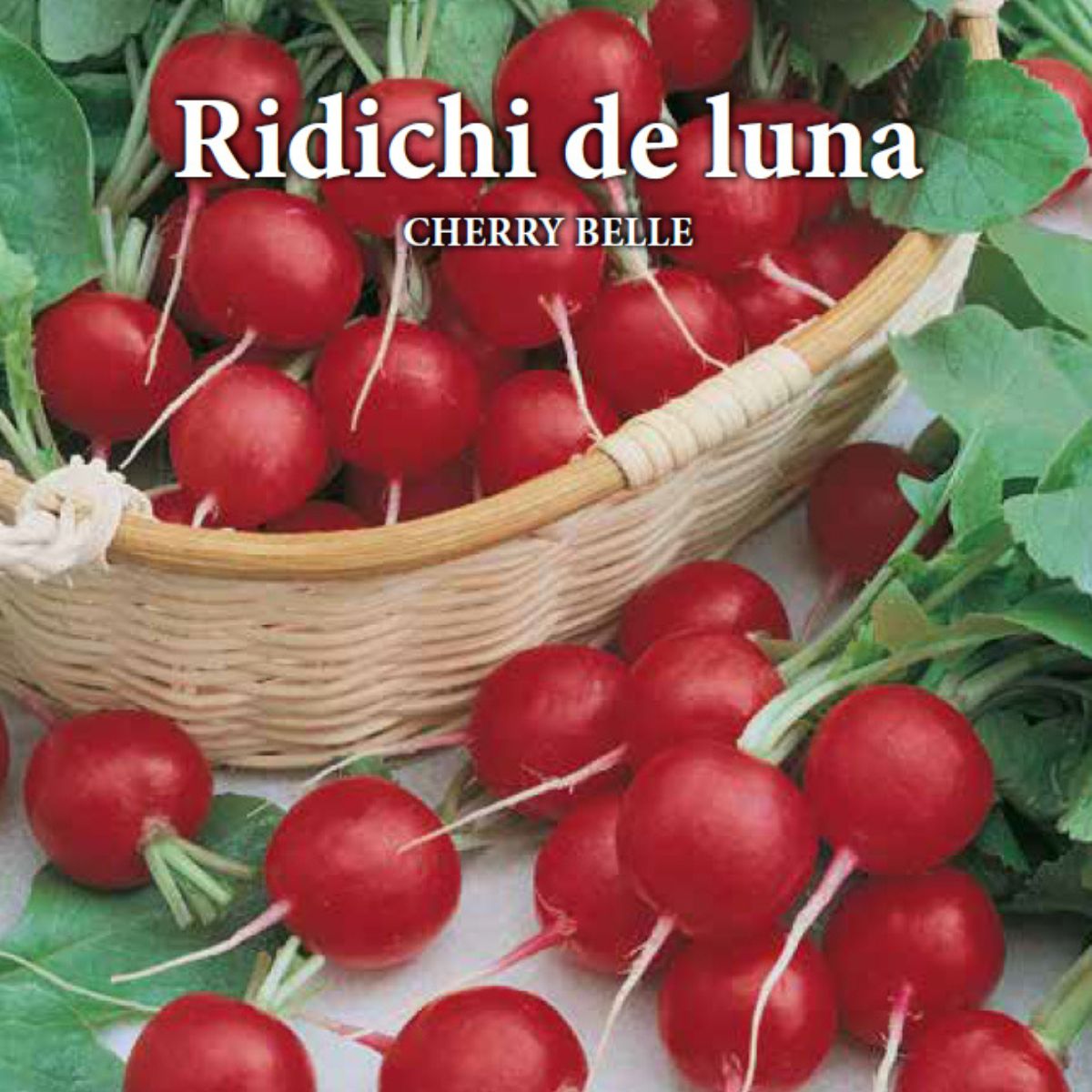 Seminte de ridichi de luna CHERRY BELLE, 6 grame, Prima Sementi, 2, hectarul.ro