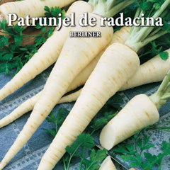 Seminte de patrunjel radacina BERLINER, 5 grame, Prima Sementi