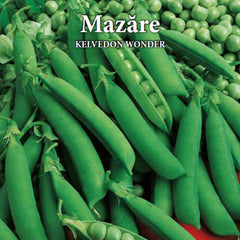 Seminte de mazare KELVEDON WONDER, 20 grame, Prima Sementi