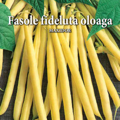Seminte de fasole oloaga MAXIDOR 15 grame Prima Sementi