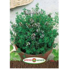 Seminte de cimbru 0,4 grame Prima Sementi