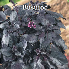 Seminte de busuioc Busuioc ROSSO, 3 grame, Prima Sementi