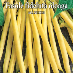 Seminte de fasole oloaga MAXIDOR 50 grame Prima Sementi