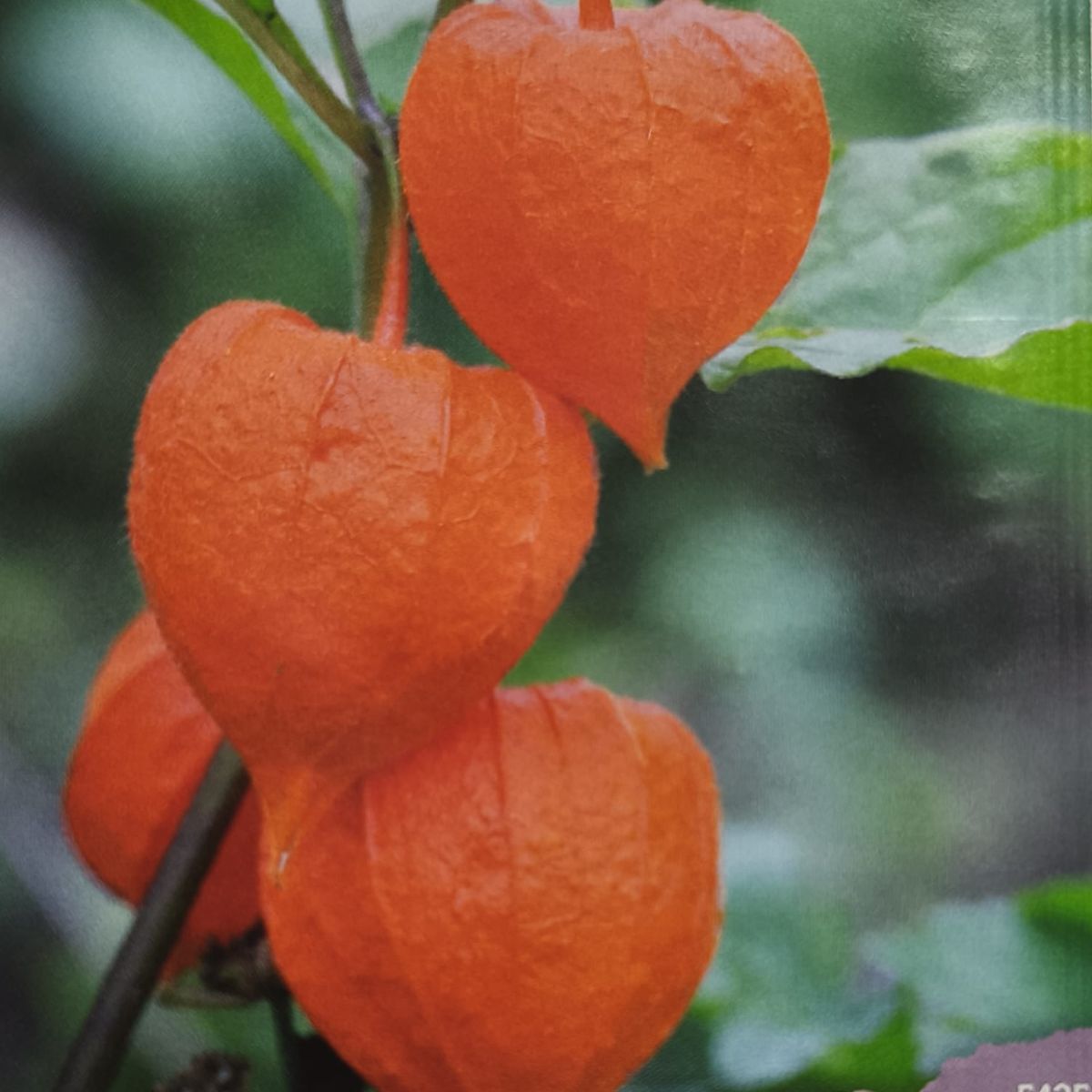 Seminte de Physalis Peruviana, 0.2 grame, 2, hectarul.ro