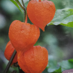 Seminte de Physalis Peruviana, 0.2 grame