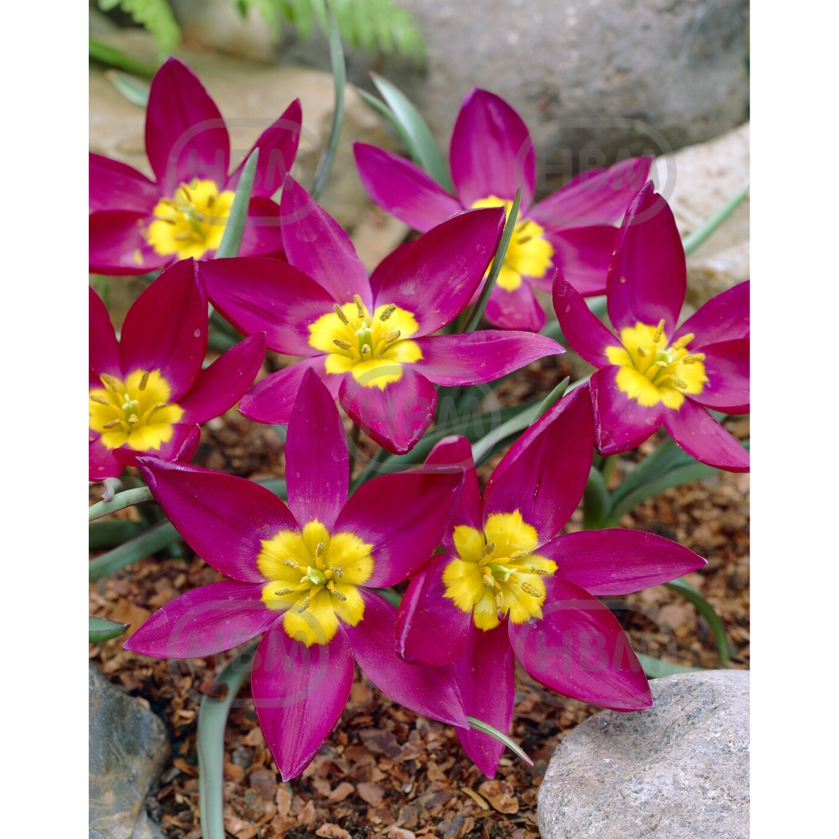 Ladita 1650 bulbi de lalea SPECIE TULIPA Humilis Odalisque, 1, hectarul.ro
