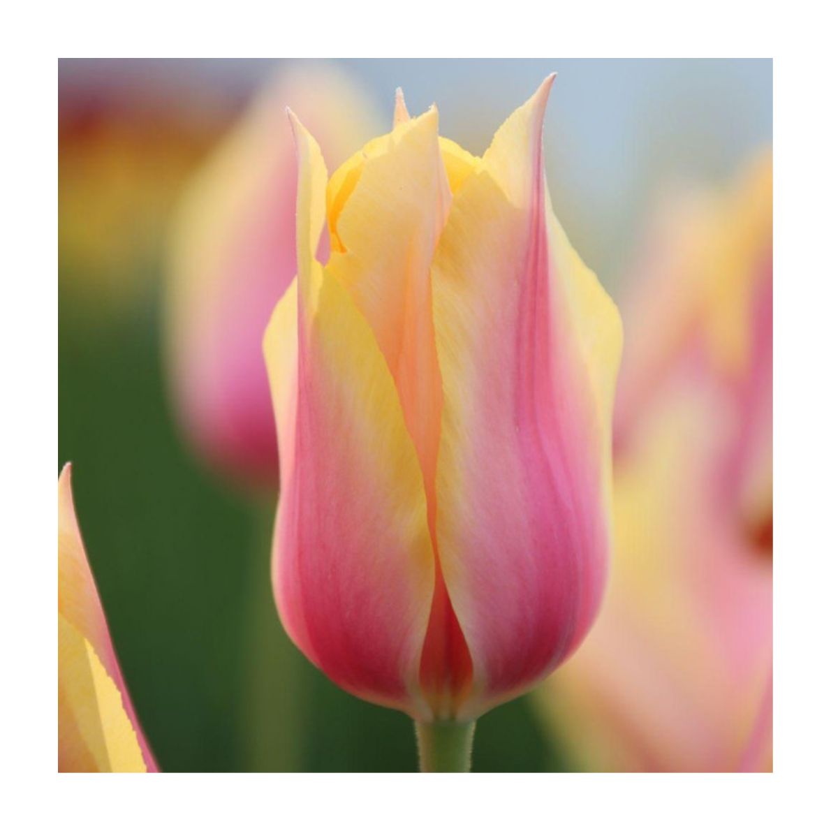 Ladita 400 bulbi de lalea SINGLE LATE TULIPA Blushing Lady, 1, hectarul.ro